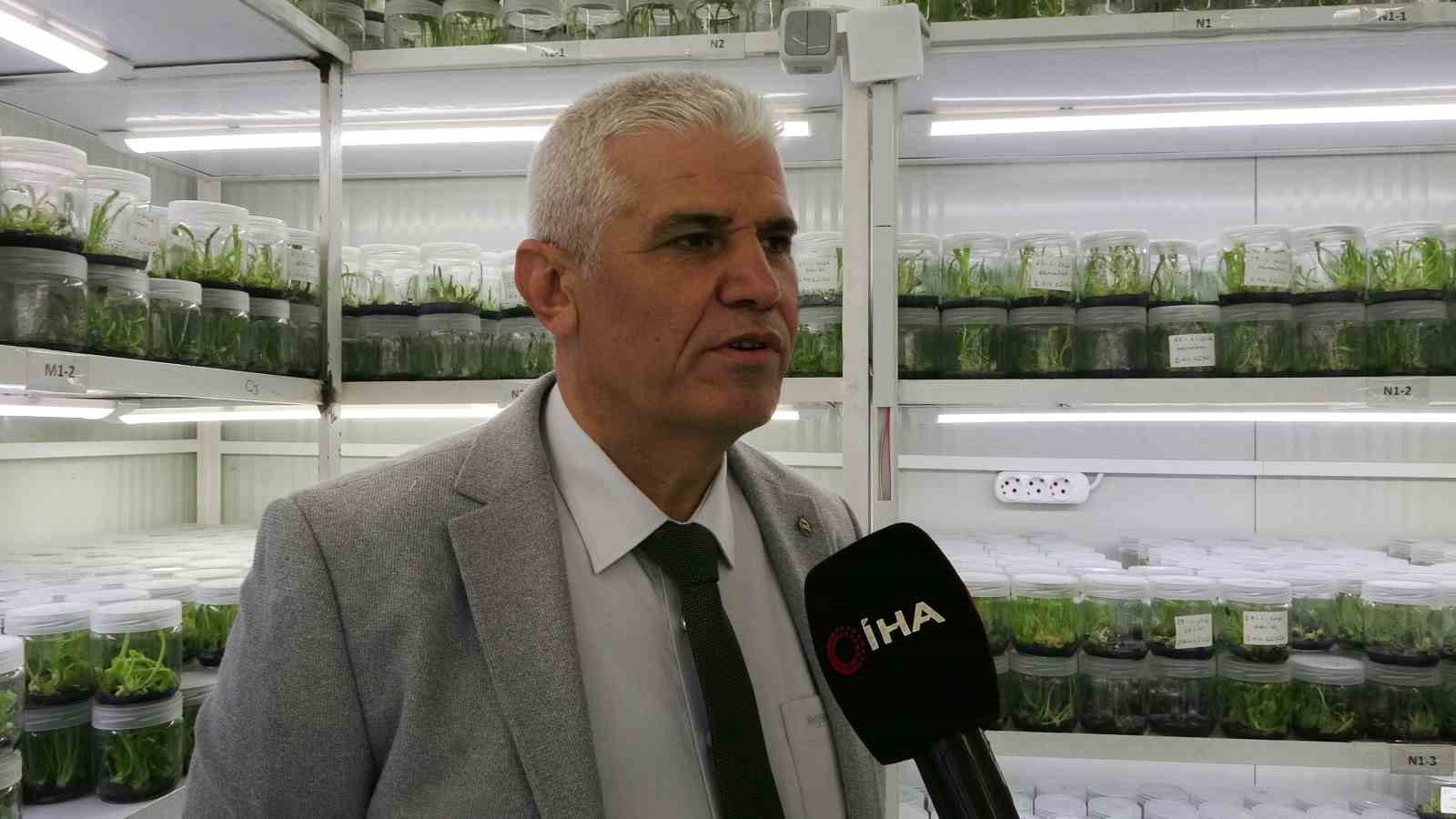 Doğadan koparılması yasak olan akzambak bitkisi Isparta&rsquo;da laboratuvarda &ccedil;oğaltılıyor
