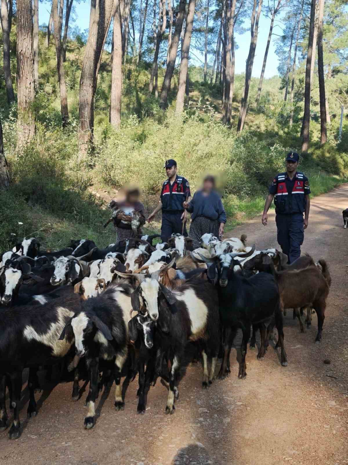 Antalya&rsquo;da s&uuml;r&uuml;den ayrılıp kaybolan 41 ke&ccedil;i jandarma tarafından bulundu
