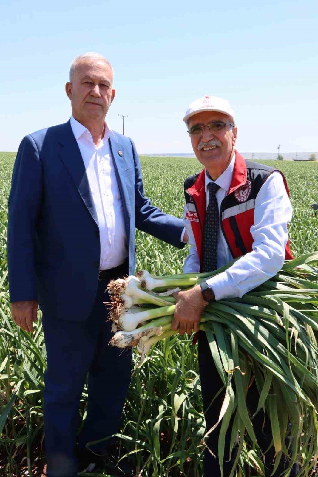 Sağlam ve Altun, Araban sarımsağının gelişimini inceledi
