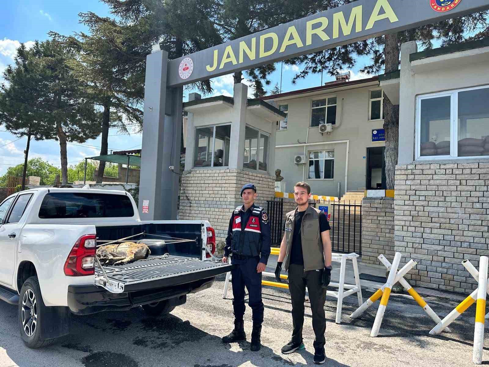 Ağın&rsquo;da yaralı dağ ke&ccedil;isi koruma altına alındı

