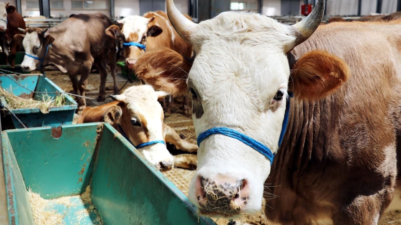 Sivas&rsquo;ta kurban pazarı i&ccedil;in takvim netleşti

