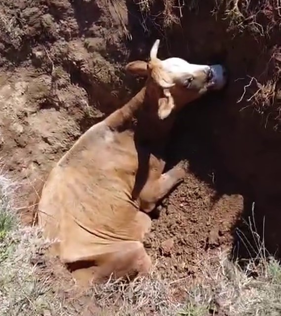Ekipler seferber oldu, &ccedil;ukura d&uuml;şen inek kurtarıldı
