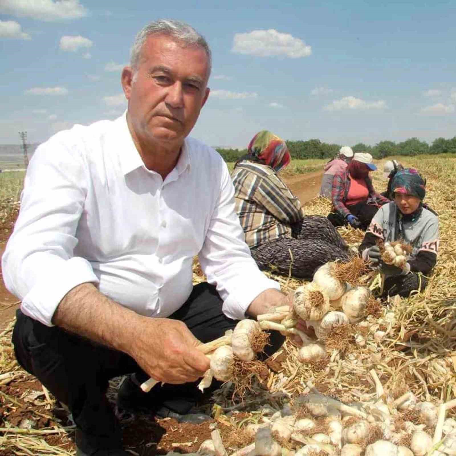 Sağlam ve Altun, Araban sarımsağının gelişimini inceledi