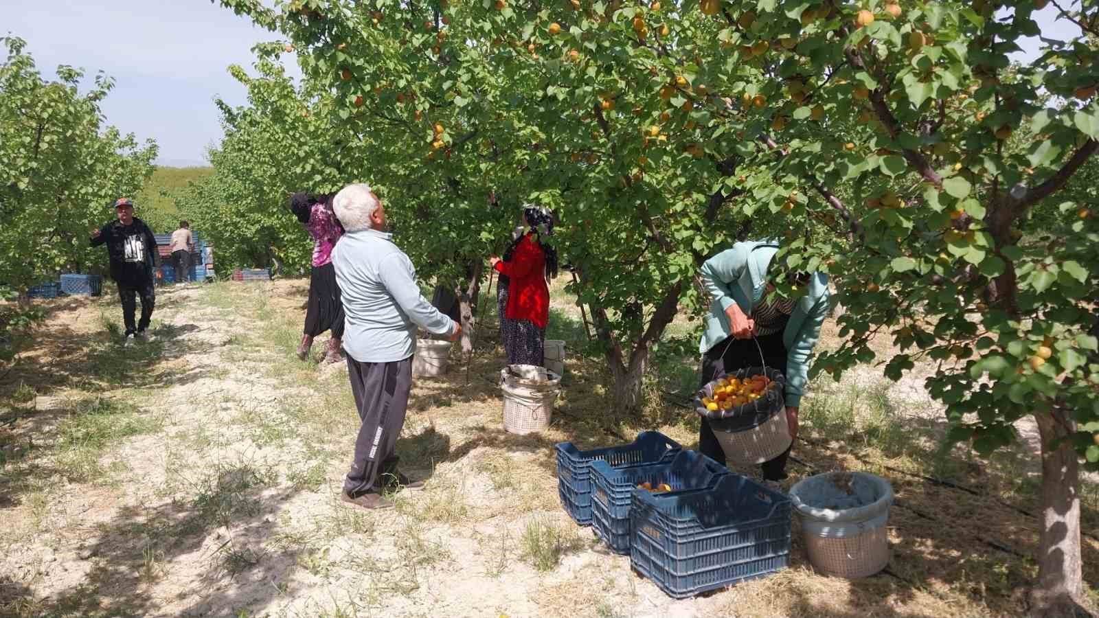 Mersin&rsquo;de kayısı hasadı başladı, &uuml;retici verimden memnun
