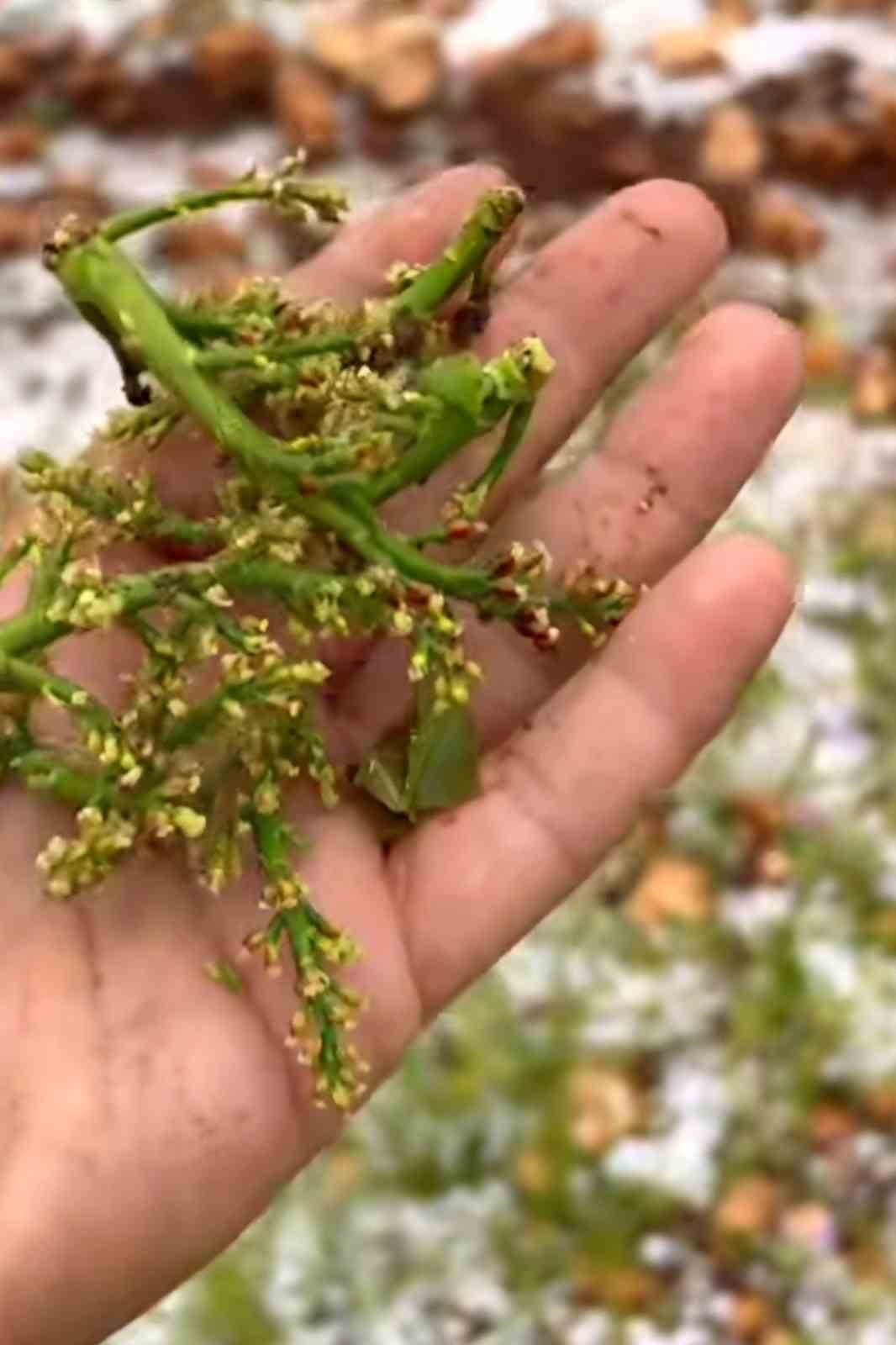 Dolu yağışı Antep fıstığı bah&ccedil;elerine zarar verdi
