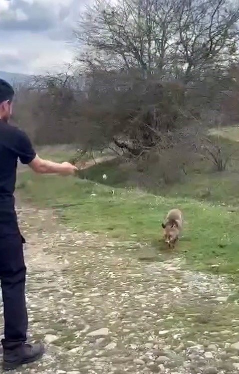 Yanına yaklaşan tilkiyi elleriyle besledi
