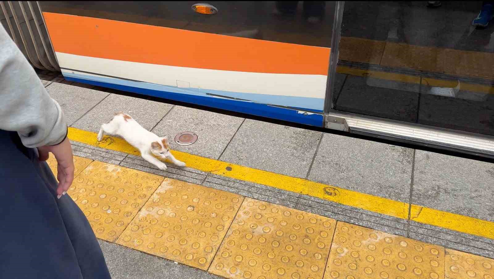 Tramvayın altına giren yavru kedi, yolcuları ve durak g&ouml;revlilerini alarma ge&ccedil;irdi

