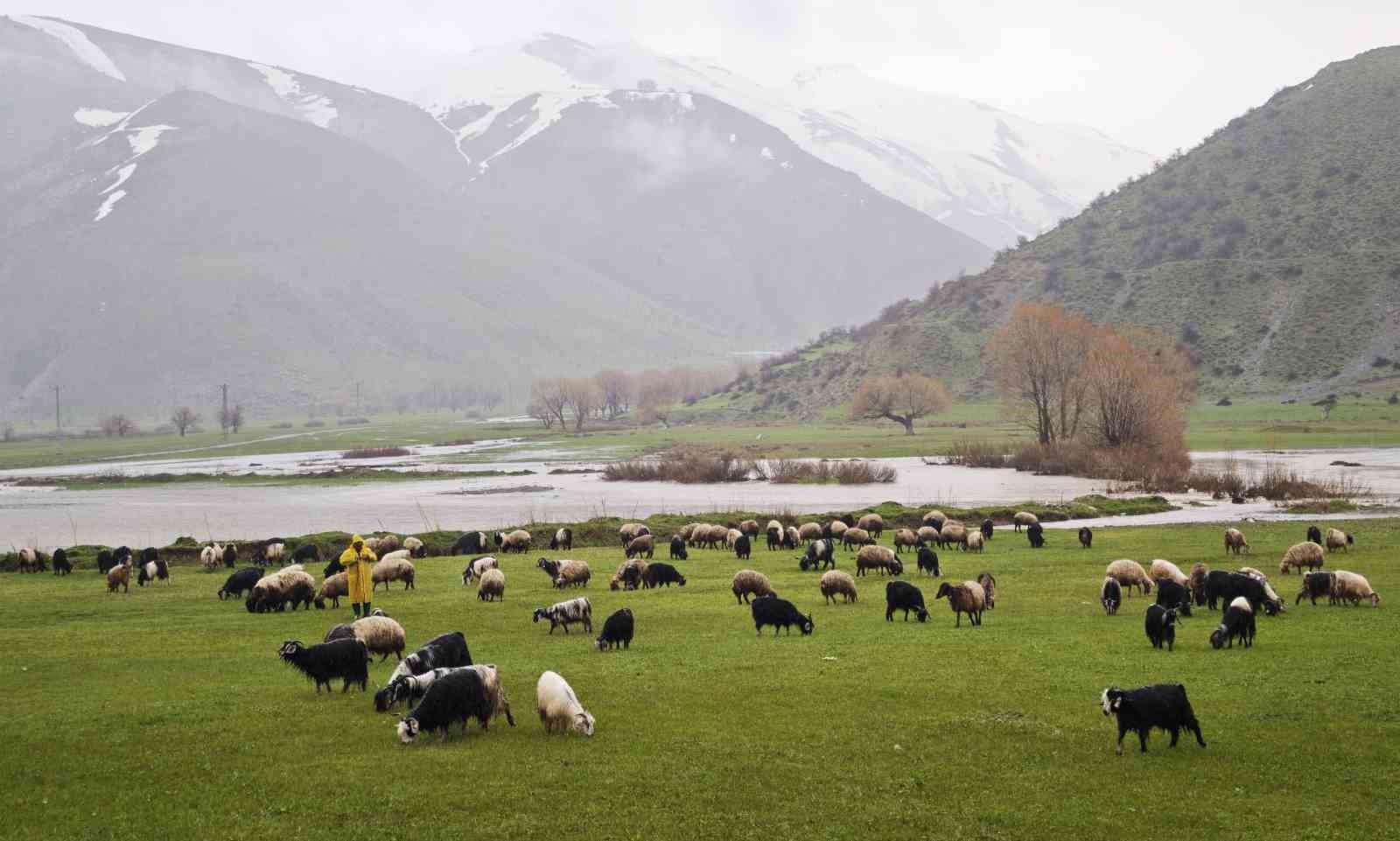 Bitlis’te meralar yeşerdi, hayvanlar otlaklara çıktı