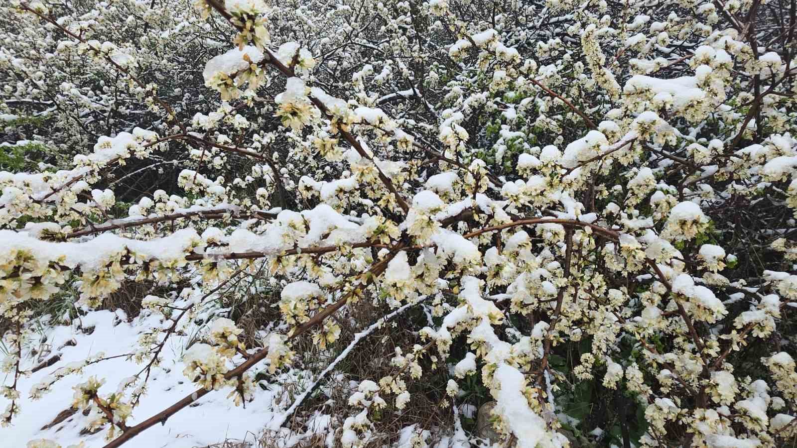 İlkbahar ortasında kış, &ccedil;i&ccedil;ek a&ccedil;an ağa&ccedil;lar kar altında
