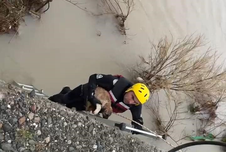 Batman Çayı’nda adacıkta mahsur kalan köpek kurtarıldı