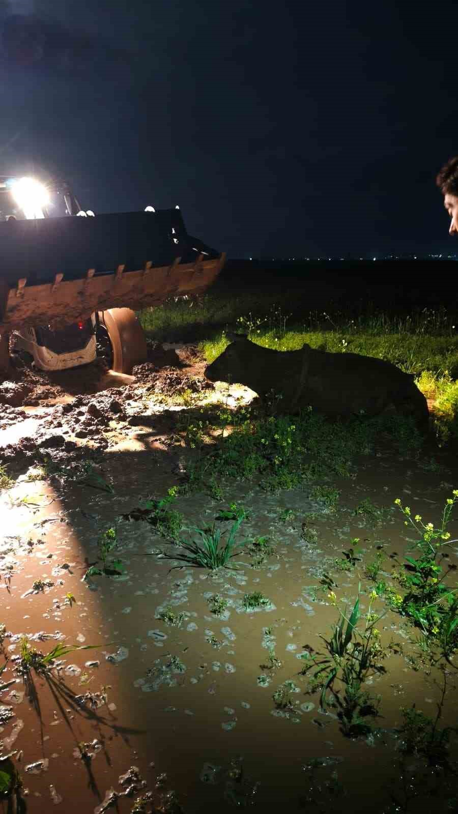 &Ccedil;amura saplanan inek, itfaiye ekiplerince kurtarıldı
