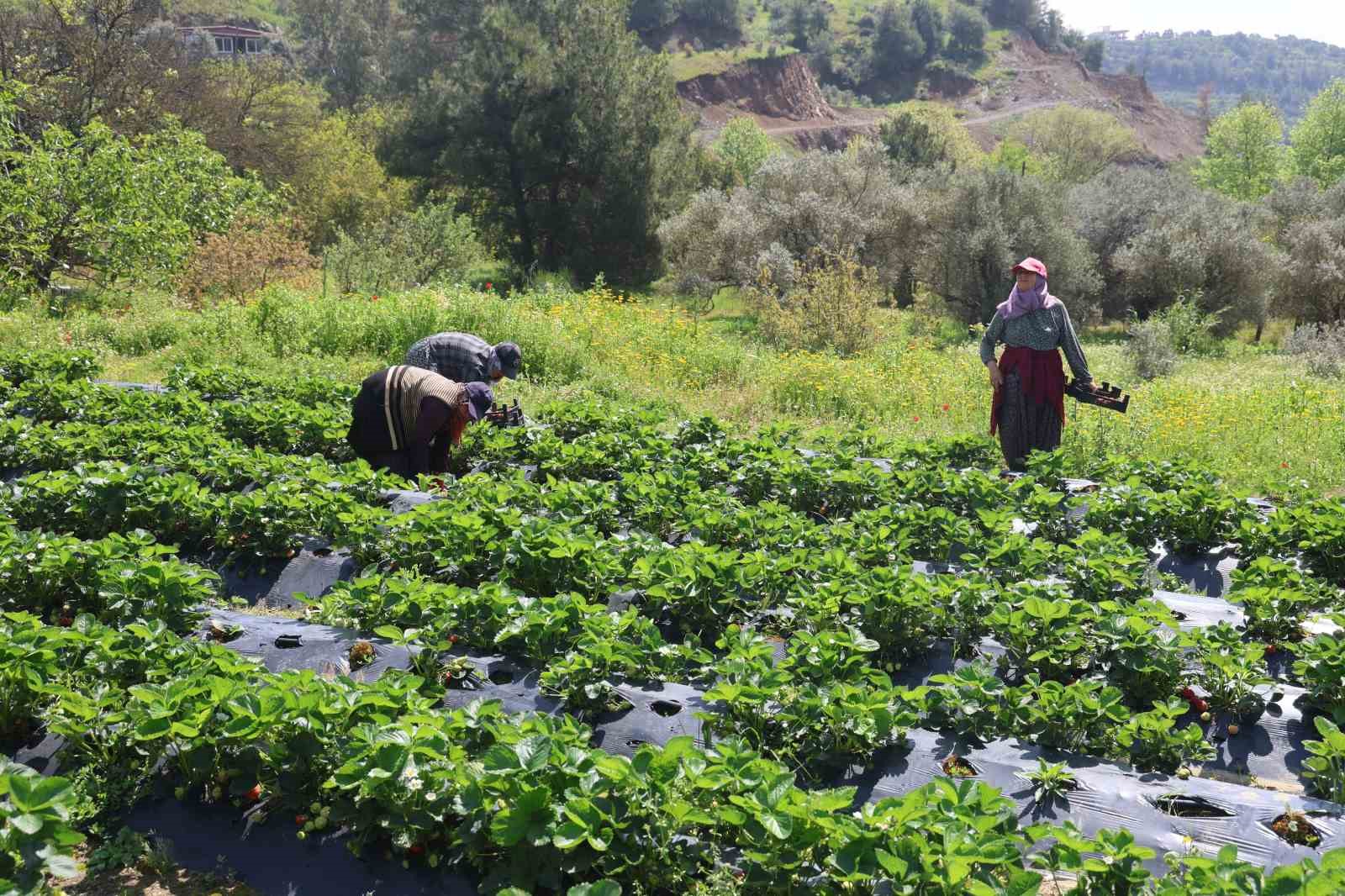 Hatay&rsquo;da &ccedil;ilek hasadı başladı
