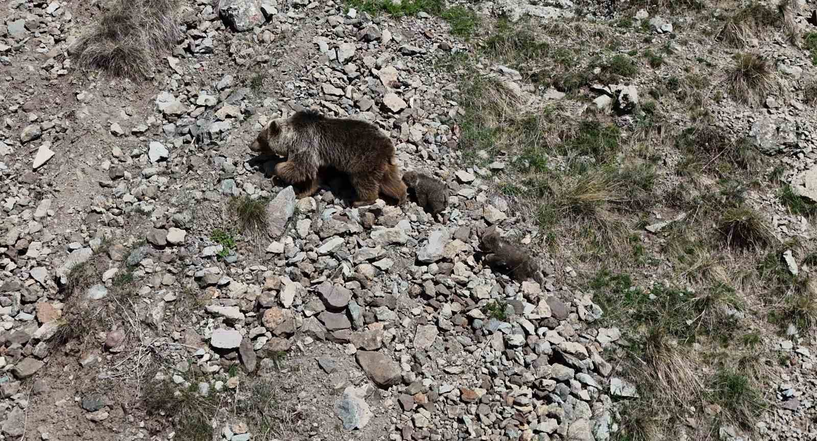 Erzurum Oltu’da bozayı iki yavrusuyla görüntülendi