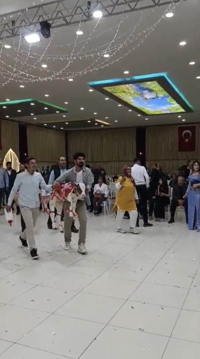 Osmaniye&rsquo;de damada d&uuml;ğ&uuml;nde altın yerine buzağı verildi
