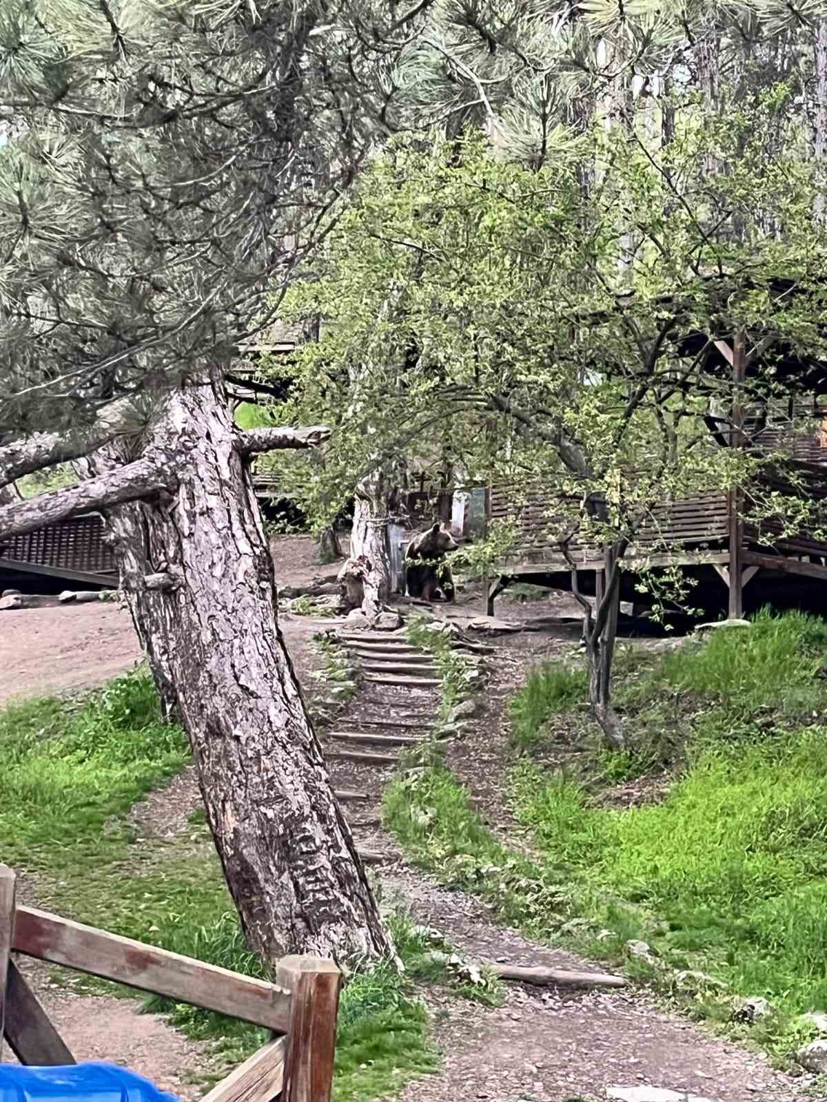 Soğuksu Milli Parkı&rsquo;nda ayı ailesi g&ouml;r&uuml;nt&uuml;lendi
