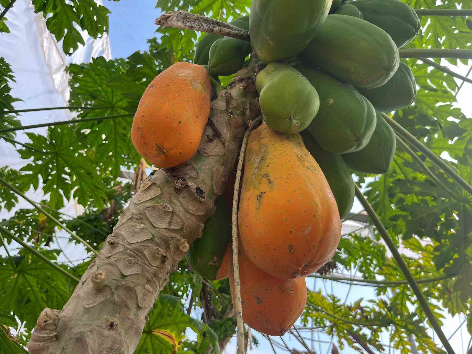 Tropikal papaya meyvesinde hasat heyecanı: Kilosu 90 TL&rsquo;ye kadar &ccedil;ıkıyor

