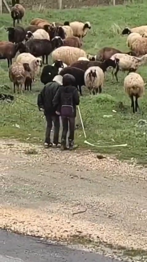 Elazığ’da minik çobanların sürü başında halayı