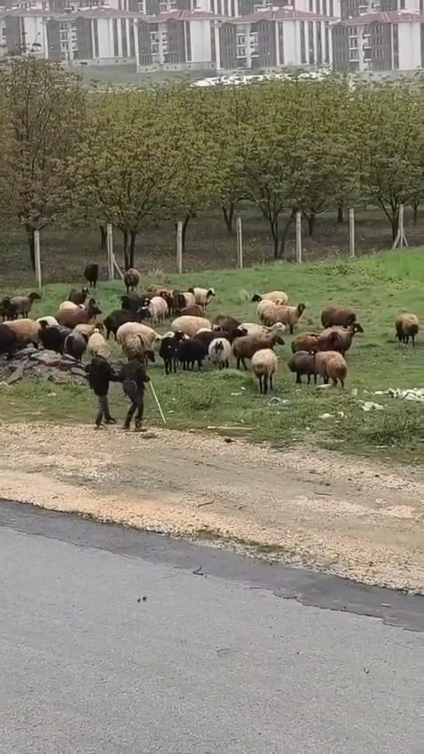 Elazığ&rsquo;da minik &ccedil;obanların s&uuml;r&uuml; başında halayı
