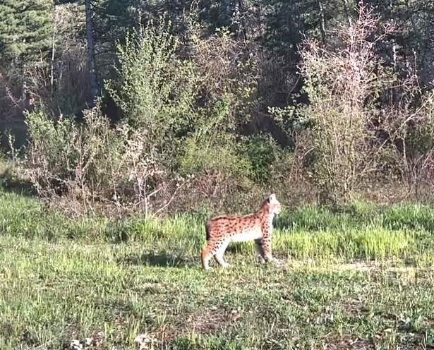 Ovacık’ta nadir tür vaşak fotokapana yansıdı
