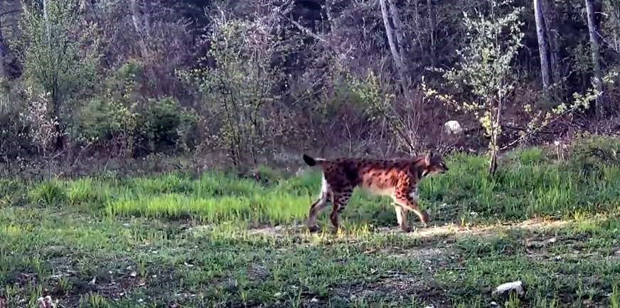 Ovacık&rsquo;ta nadir t&uuml;r vaşak fotokapana yansıdı
