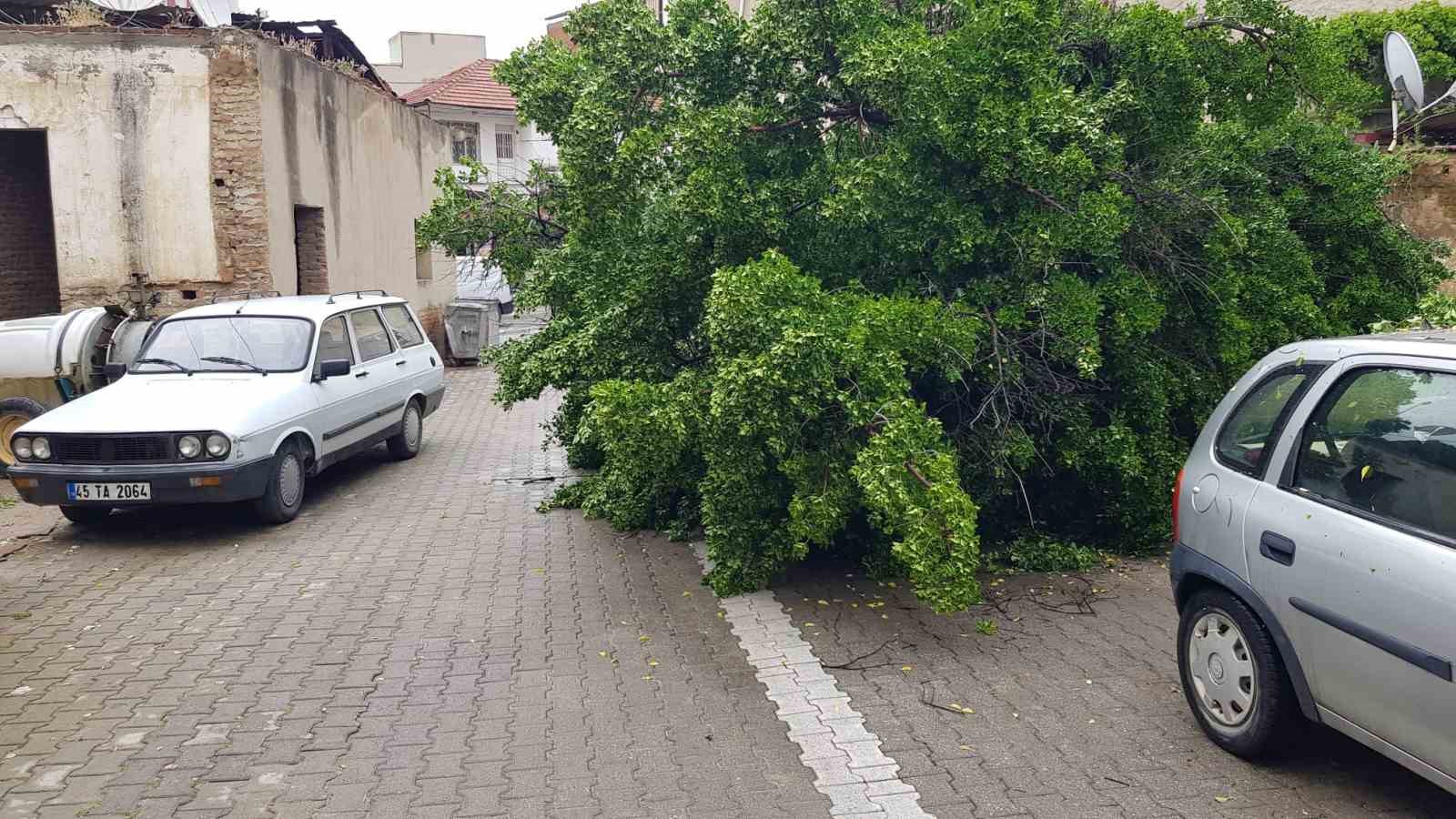 Asırlık ağa&ccedil; park halindeki aracın &uuml;zerine devrildi
