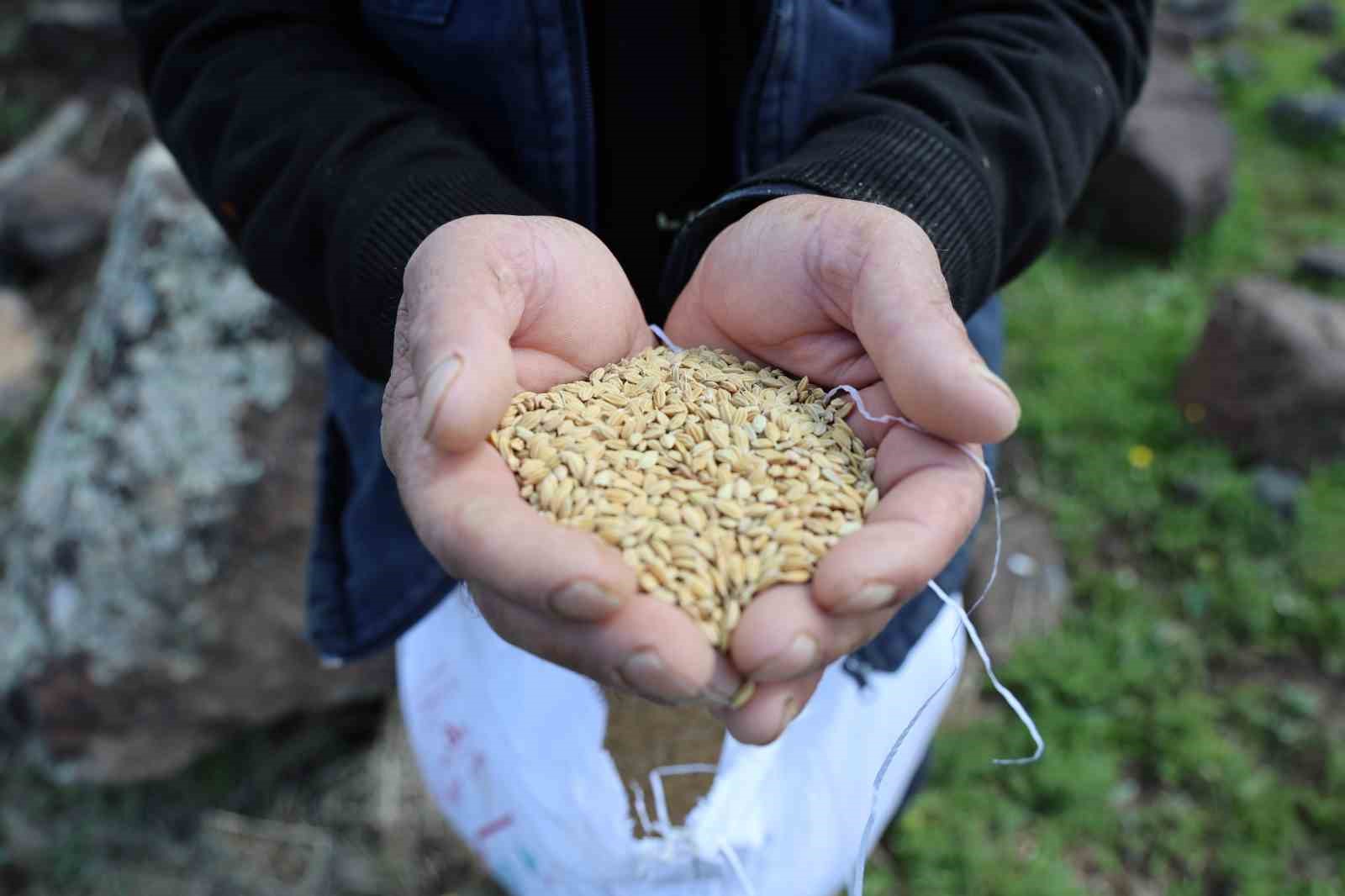 Her tarlaya 7 yılda bir ekilen tescilli Karacadağ pirincinin ekimine başlandı
