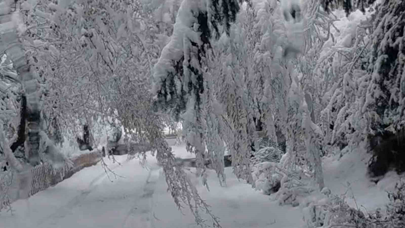 Bolu&rsquo;da mayıs karı ağa&ccedil; dallarını kırdı
