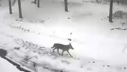 Karaca tarlada otlandı, kurt ise kar altında yiyecek aradı
