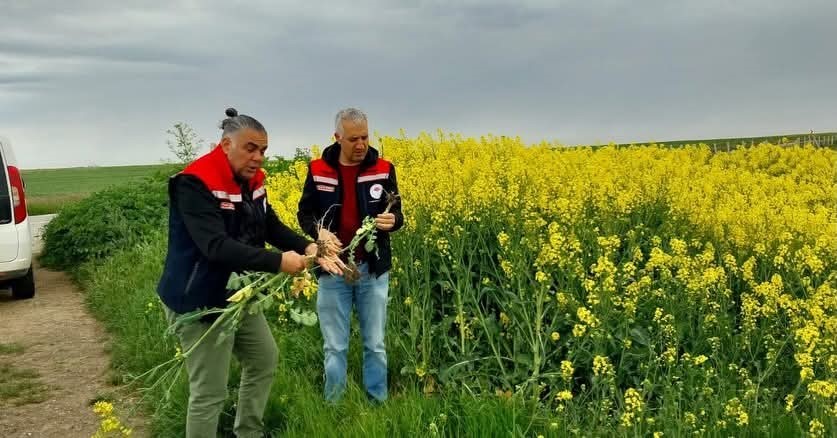 Verim i&ccedil;in sahadalar: Hububat ve kanolada sıkı denetim
