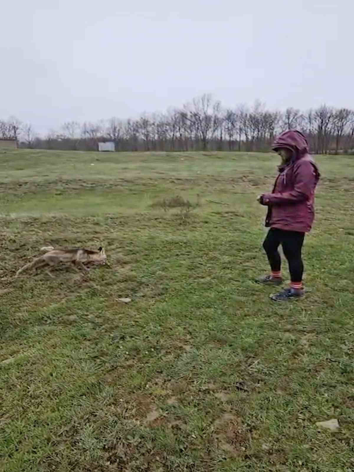 A&ccedil; kalan tilkiyi elleriyle besledi
