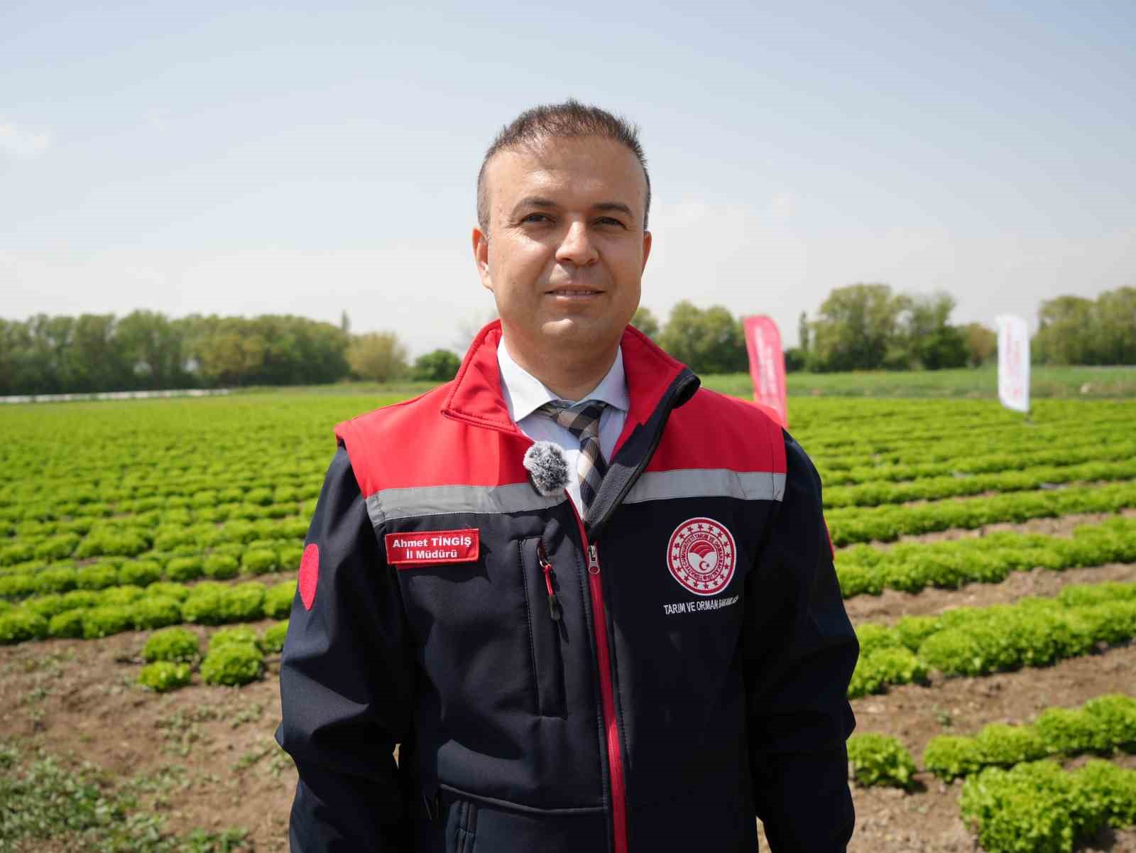 Iğdır&rsquo;da sezonun ilk hasadı marulla başladı
