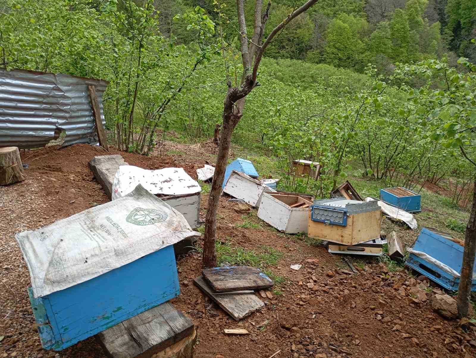 Fatsa&rsquo;da ayı saldırısında 10 kovan zarar g&ouml;rd&uuml;
