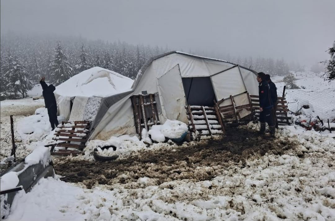 Kar yüküne dayanamayan çadırın çökmesi sonucu 5 hayvan mahsur kaldı
