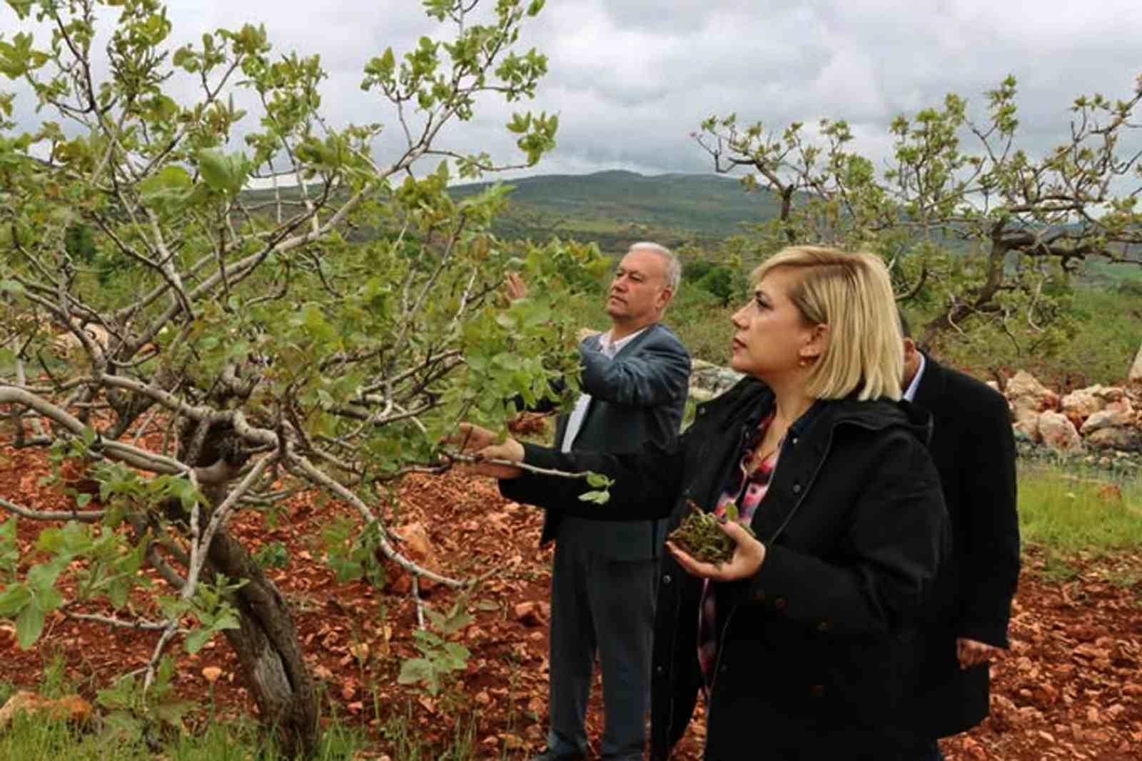 Araban&rsquo;da &rsquo;s&uuml;per h&uuml;cre&rsquo; fırtınası fıstık bah&ccedil;elerine zarar verdi
