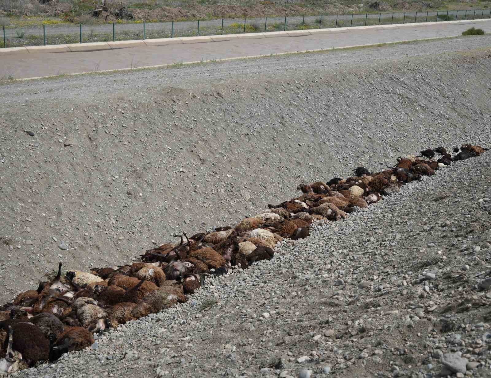 Iğdır’daki arı saldırısının ardından bölgede hasar tespiti sürüyor