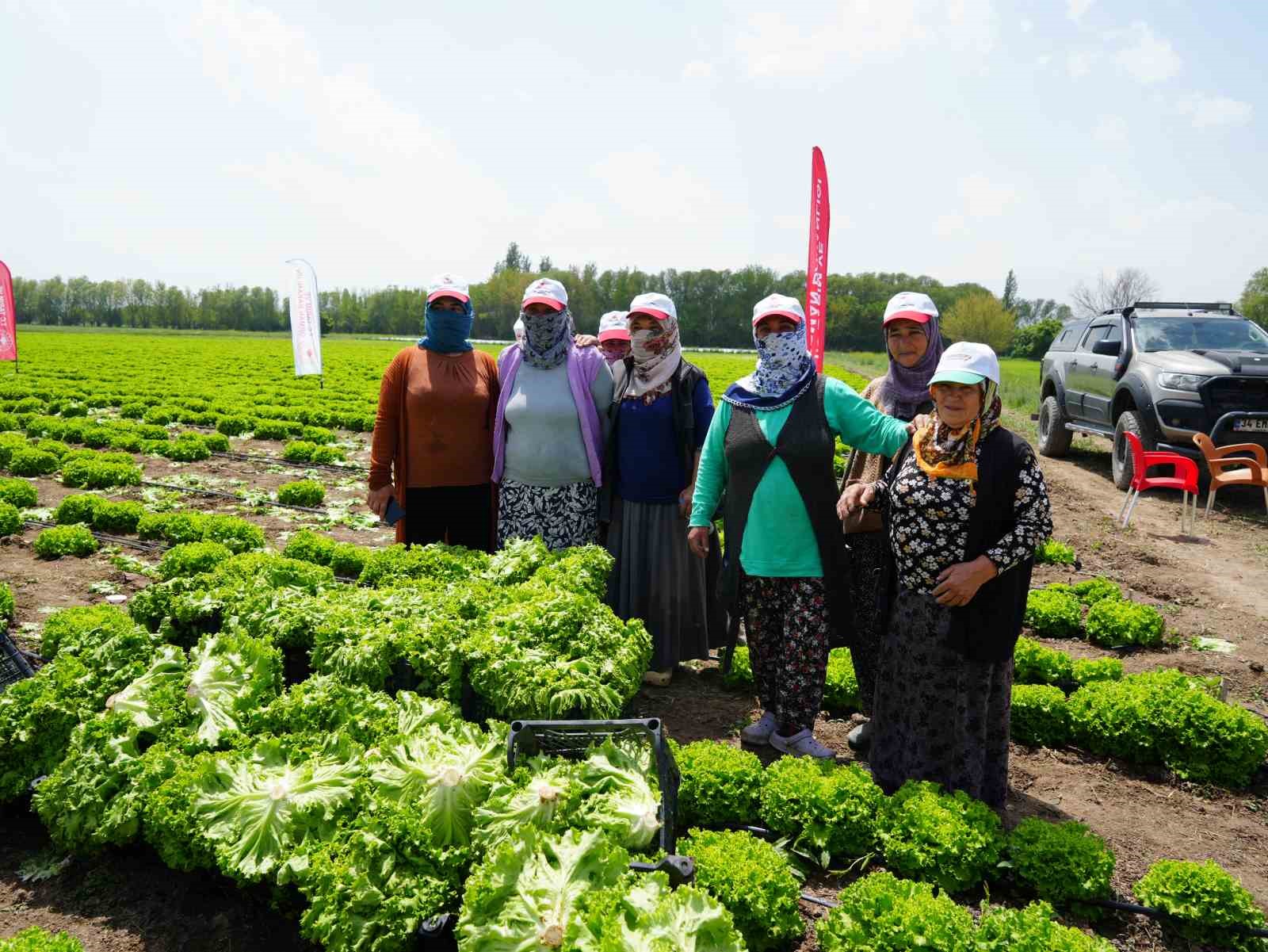 Iğdır’da sezonun ilk hasadı marulla başladı