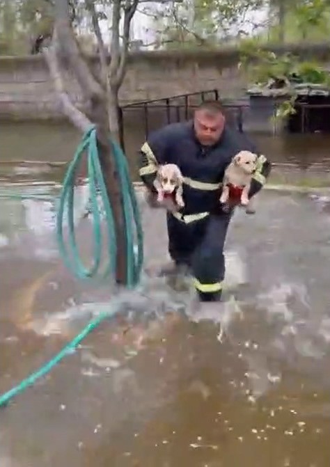 Niğde&rsquo;de baraj taşkınında mahsur kalan 2 yavru k&ouml;pek itfaiye ekiplerince kurtarıldı
