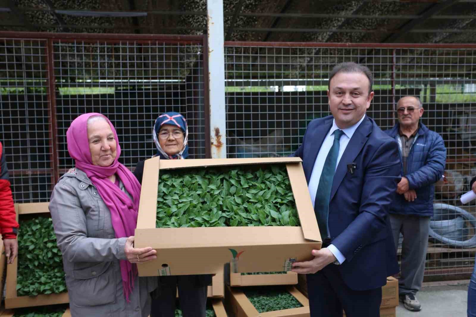 500 bin ata tohumundan &uuml;retilen fideler toprakla buluşuyor
