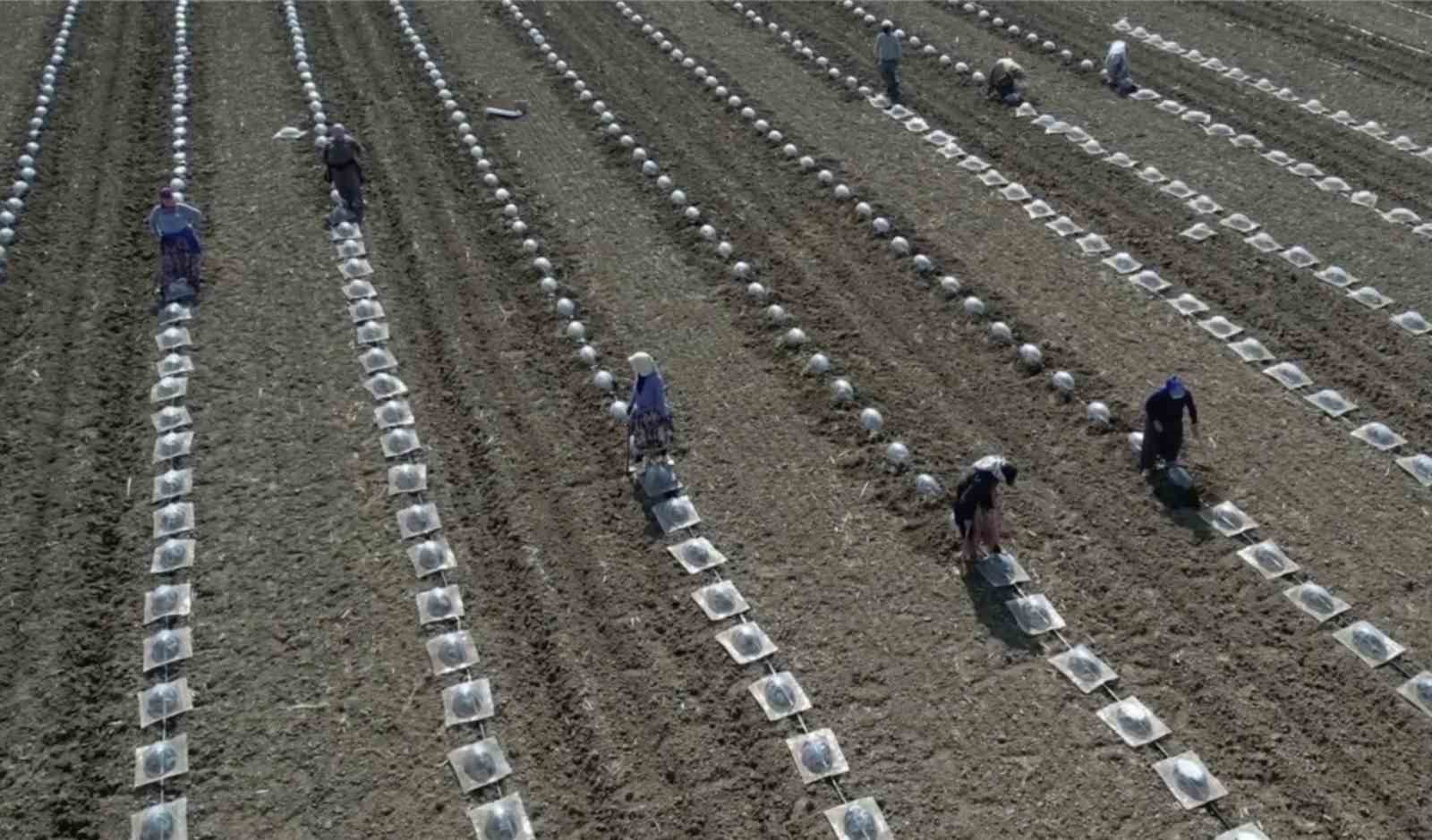 Tarım iş&ccedil;ilerini ve &ccedil;ift&ccedil;ileri en &ccedil;ok turfanda karpuz dikimi zorluyor
