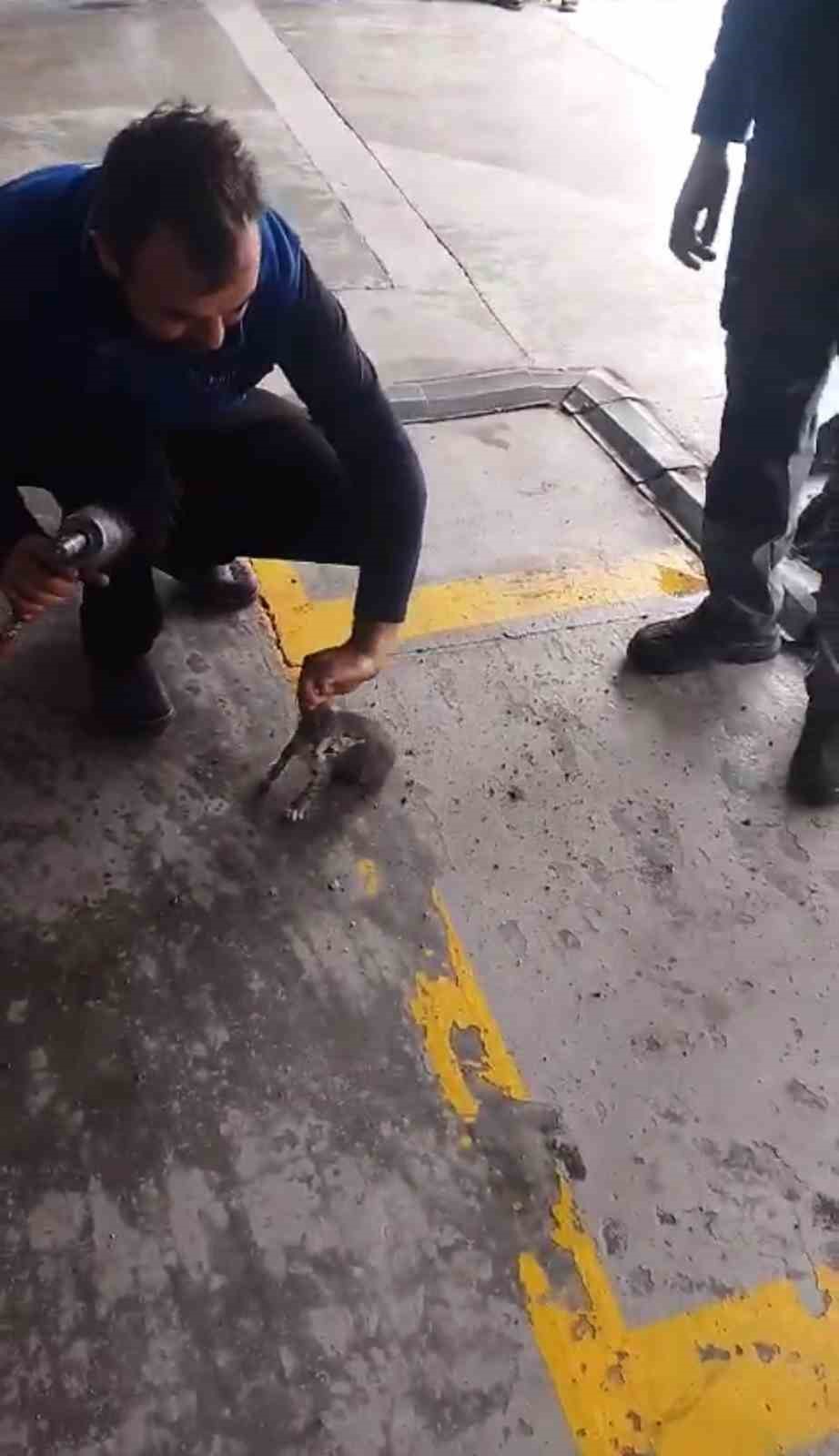 Otomobilin motoruna giren yavru kedi kurtarıldı