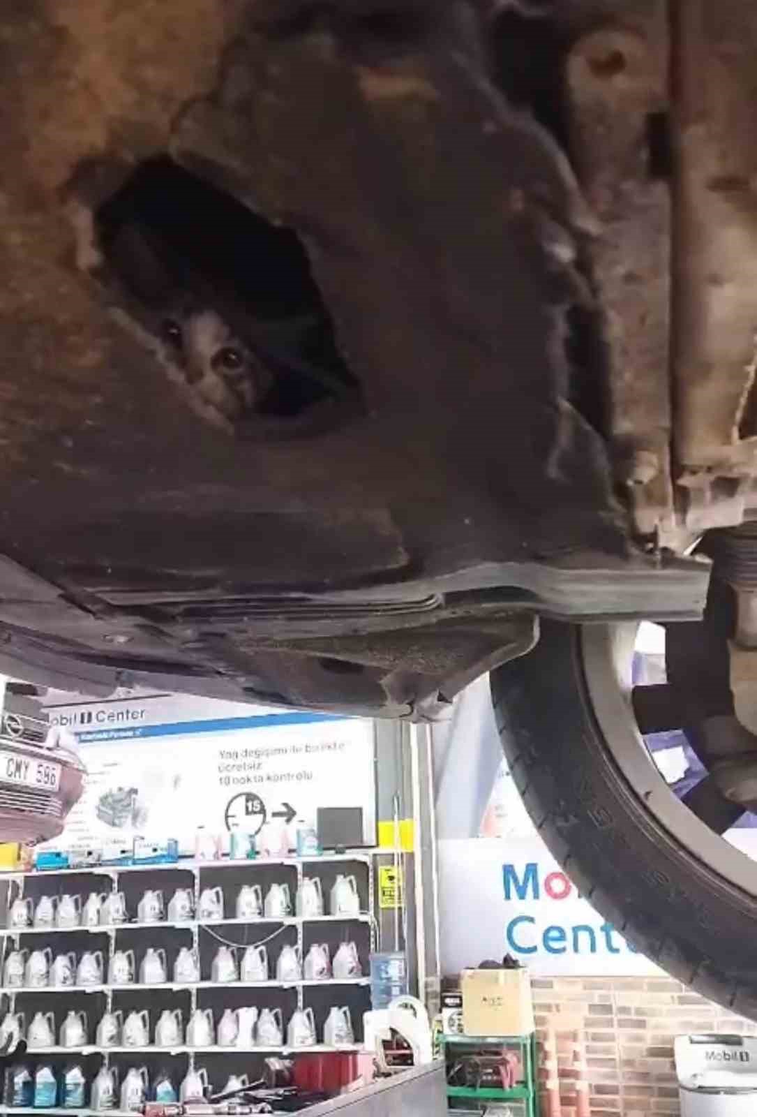 Otomobilin motoruna giren yavru kedi kurtarıldı
