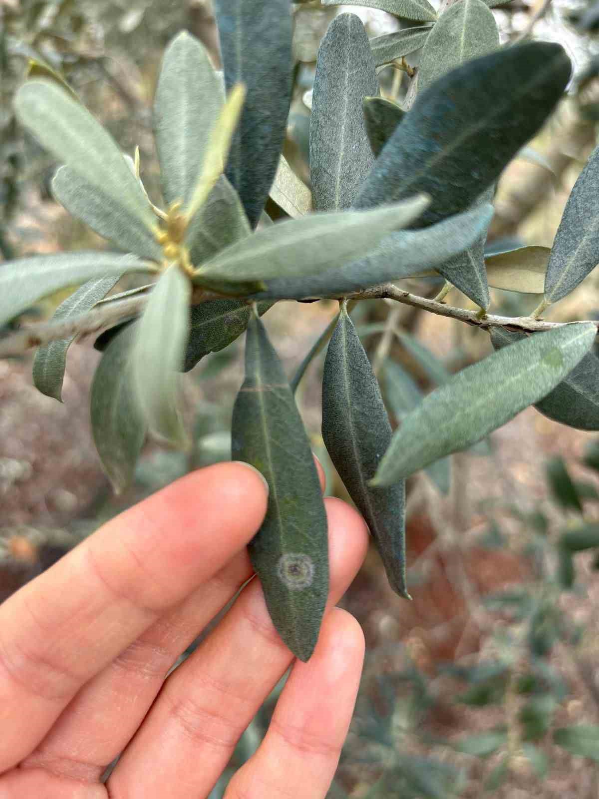 Salihli&rsquo;de halkalı leke uyarısı
