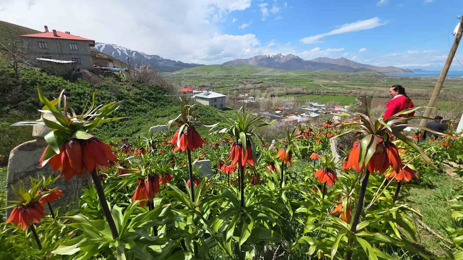 Trabzon&rsquo;dan gelen ziyaret&ccedil;iler ters lalelere hayran kaldı

