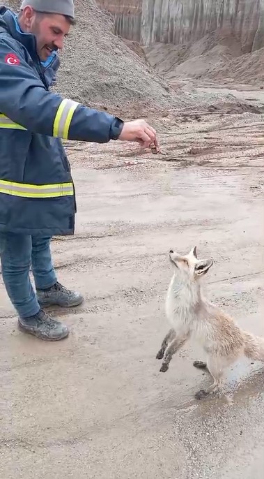 Ahlat&rsquo;ta tilki ile iş&ccedil;ilerin dostluğu g&uuml;l&uuml;msetiyor
