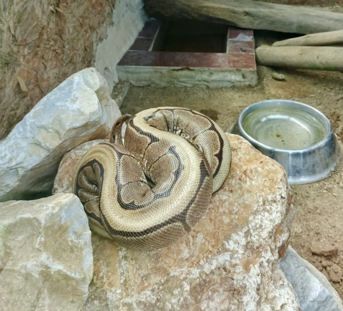 Ordu’da yasa dışı bulundurulan piton ele geçirildi