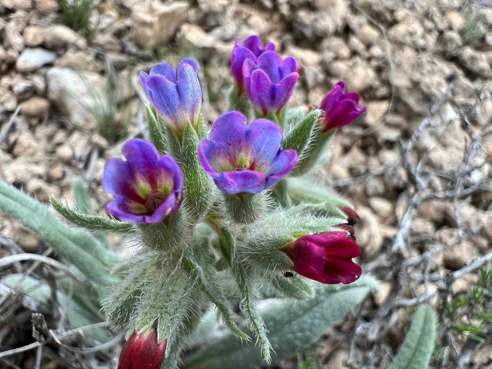 Darende’de flora projesi için ilk saha çalışması tamamlandı