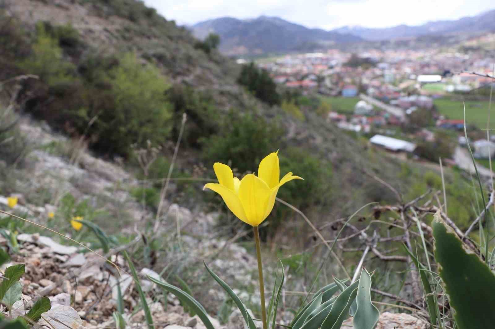 Oltu&rsquo;da a&ccedil;an laleler renk c&uuml;mb&uuml;ş&uuml; oluşturuyor
