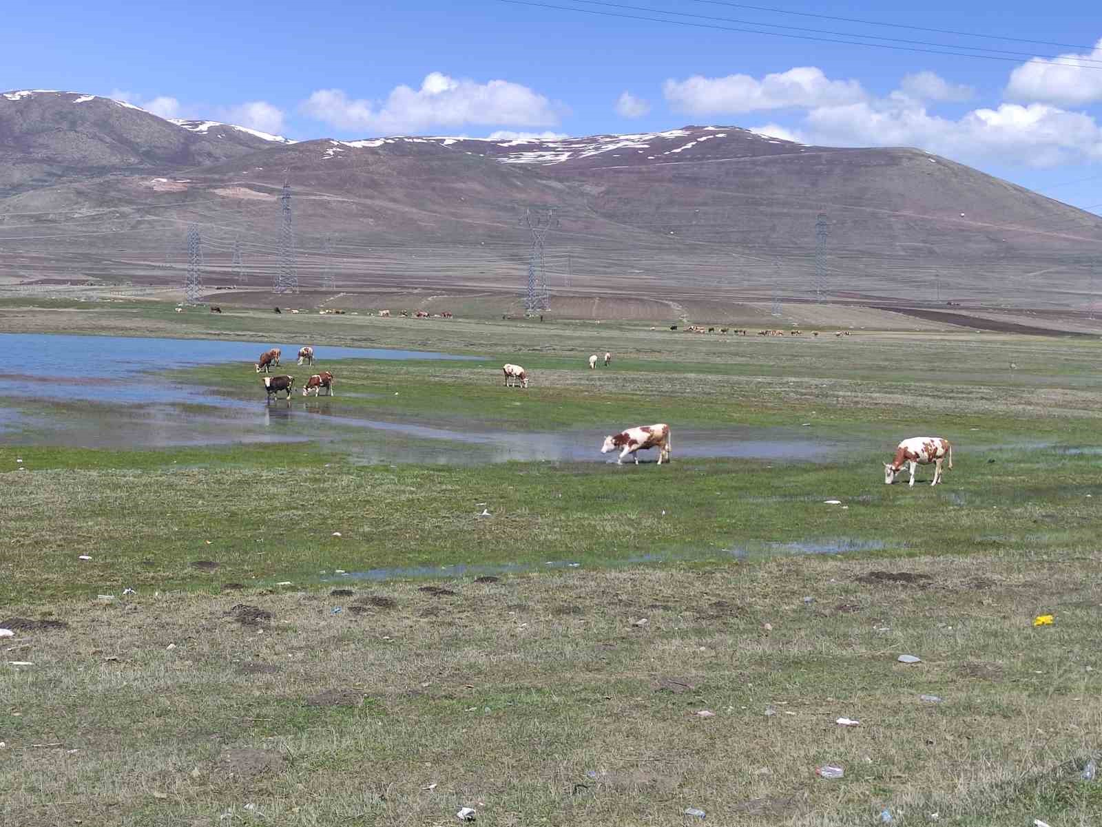 Ardahan&rsquo;da besiciler kış boyu ahırlarda besledikleri hayvanlarını meraya &ccedil;ıkardı
