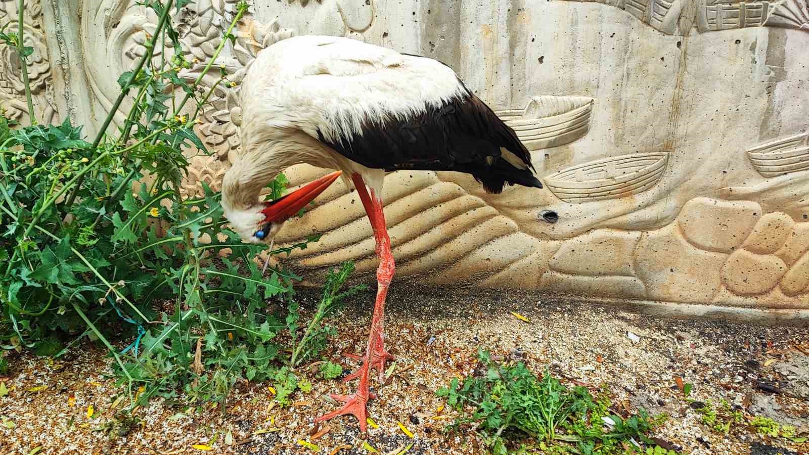 Adana&rsquo;da yaralı leyleğe vatandaş sahip &ccedil;ıktı
