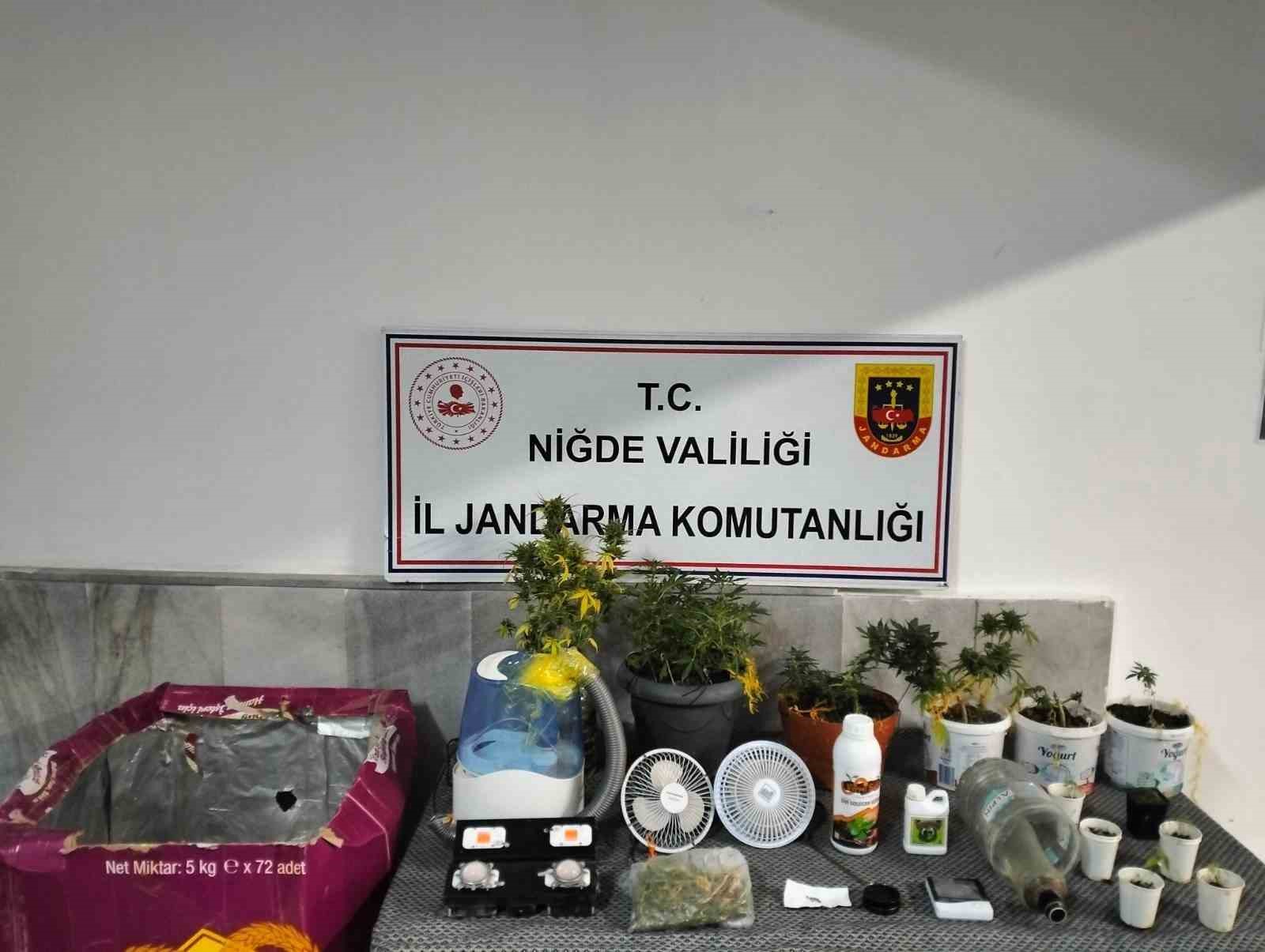 Niğde’de yasadışı kenevir yetiştirenlere operasyon